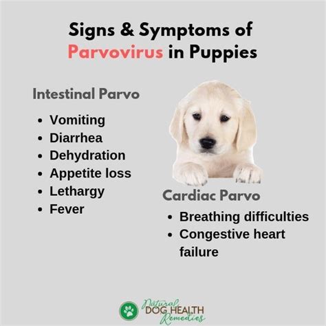 Symptoms Of Parvo In Puppies Dogs