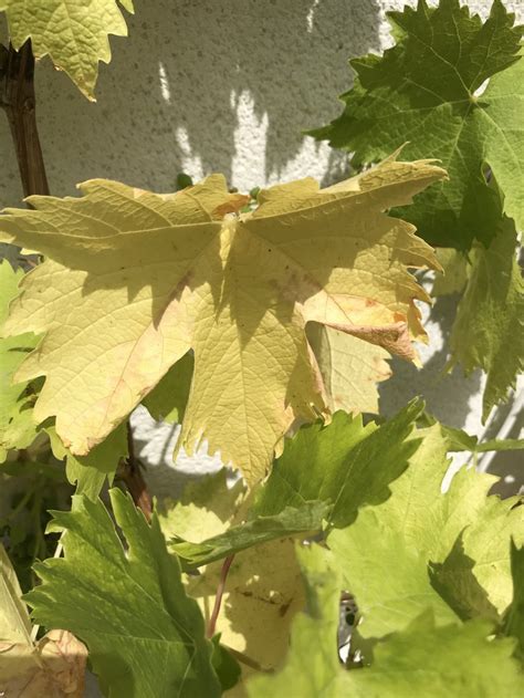 Grape Vine Yellow Leaves — Bbc Gardeners World Magazine
