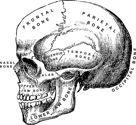 Vintage Medical Human Skull Anatomy Chart Drawing By Peter Ogden