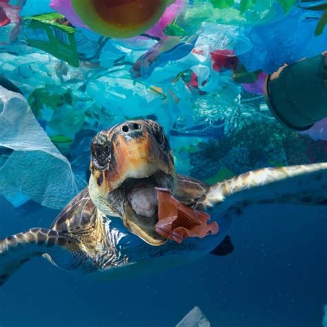 Plastic Waste One Of The Most Prevalent Environmental Issues