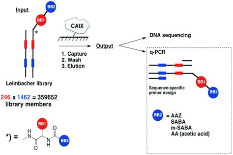 Schematic Representation Of A Dna Encoded Chemical Library Comprising