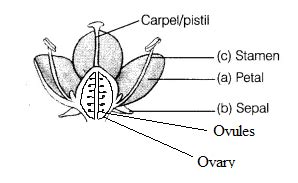 In The Diagram Of A Bisexual Flower Given As Figure Draw The Missing