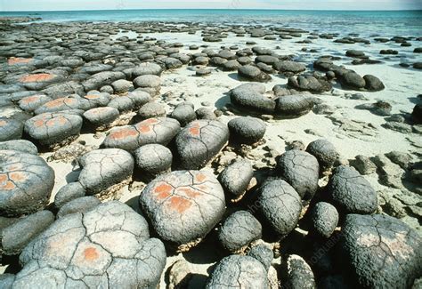 Stromatolites Stock Image B3070163 Science Photo Library
