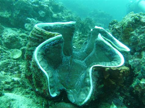 Giant Clams The Largest Living Clams And Most Endangered Animals In