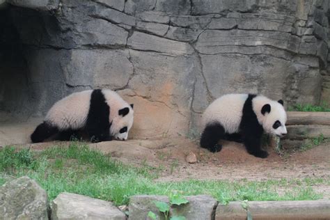 The Newest Giant Panda Twins At Zoo Atlanta Are Both Female