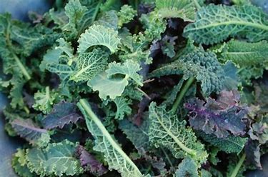 Image result for images baby kale