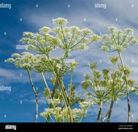 Cow Parsley Anthriscus Sylvestris In Wildflower Meadow England Uk