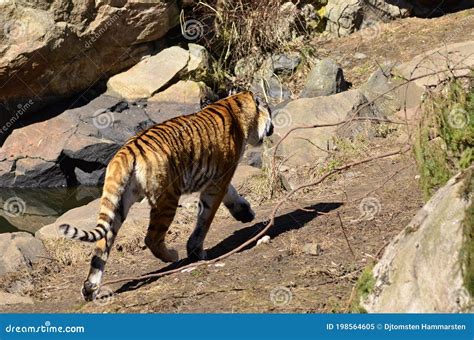 Tiger On The Savannah Wanders Stock Image Image Of Safari Stripes