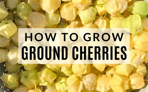 How To Grow Ground Cherries 10 Tips For Growing Ground Cherries