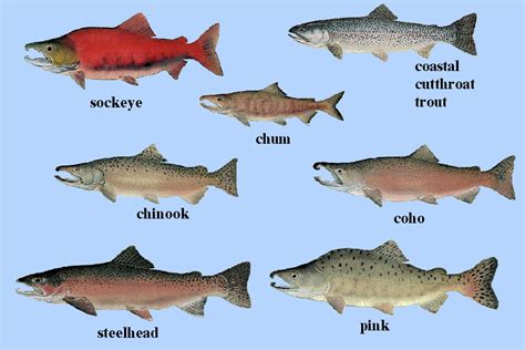 Therefore, precise management for particular types of fisheries, such as those emphasizing trophy fish, is usually best achieved with hatchery stocks. Salmon - Wikipedia bahasa Indonesia, ensiklopedia bebas