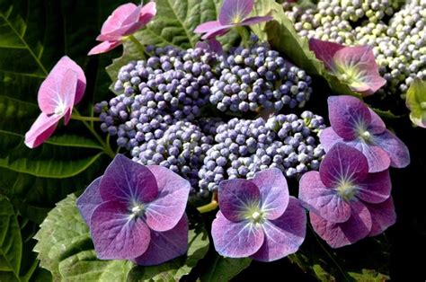 Nella foto in alto, l'ortensia bianca hydrangea macrophylla varietà 'noblesse'. Coltivare le ortensie - Piante da Giardino