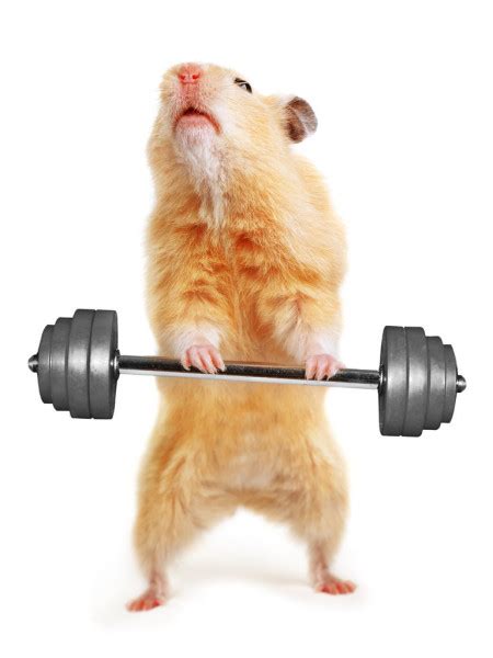 ᐈ Hamster Lifting Weights Stock Pictures Royalty Free Funny Lifting