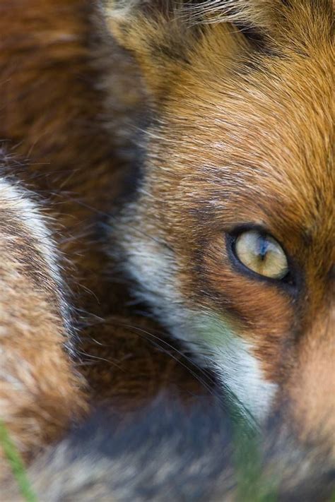 Into The Eyes Of The Fox Animals Beautiful Fox Animals Wild