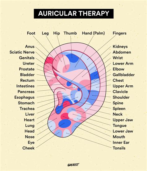 Ear Acupuncture Treatment And Potential Benefits