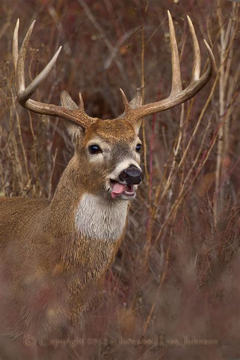 Seasons Over For Hunters Not For Whitetail Bucks The Spokesman Review