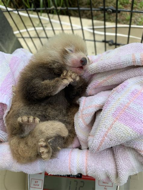 Baby Red Panda Alert Moonlight A 4 Year Old Red Panda Gave Birth