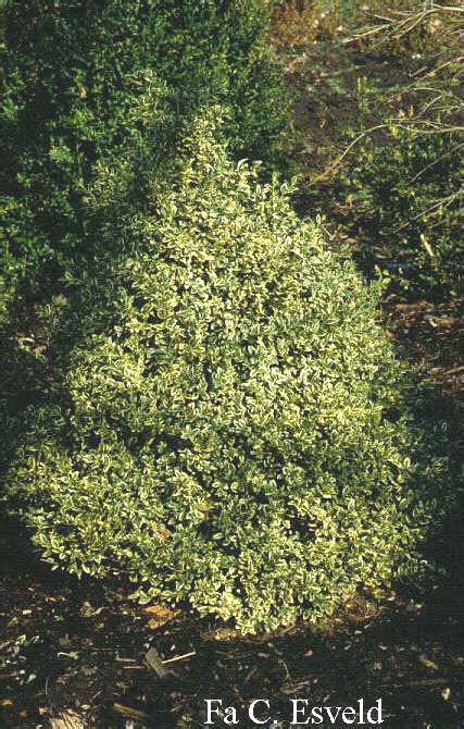 Pictures And Description Of Buxus Sempervirens Elegantissima