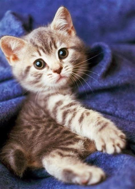 947 Best Images About Cute Kitty Cats On Pinterest