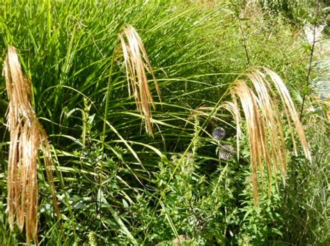 Himalayan Fairy Grass Miscanthus Nepalensis The Enduring Gardener