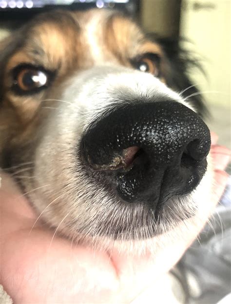 Vet Help 8 Year Old Male Border Collie Has A Scabby Nose We Took Him
