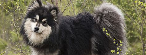 Finnish Lapphund Breed Guide Learn About The Finnish Lapphund