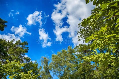 Green Leaves Of Trees On Blue Sky Stock Photo Image
