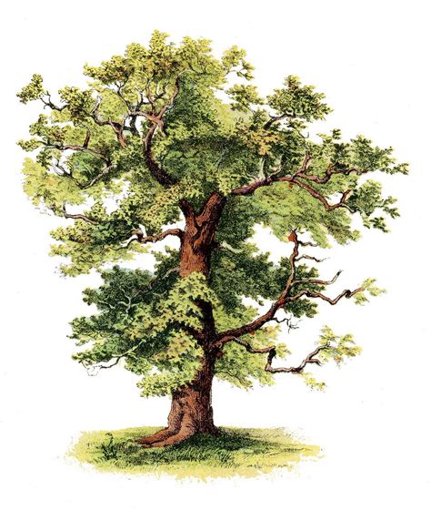 Antique Clip Art Beautiful Tree The Graphics Fairy Tree Drawing