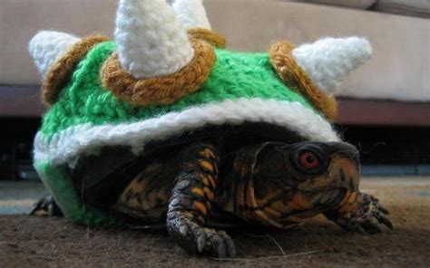 Could This Tortoise Be The Real Bowser From Super Mario