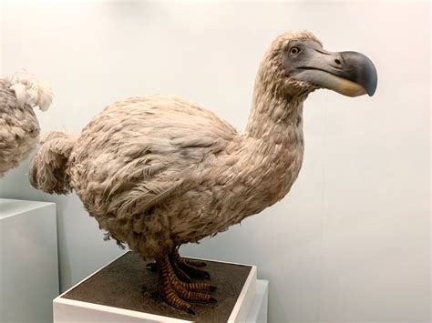 Things You May Not Have Known About The Dodo Bird Discover Magazine