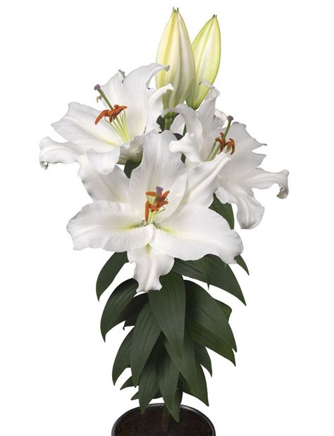 Lily Pot Oriental Sunny Tonga Big Plants Lily White Lilies