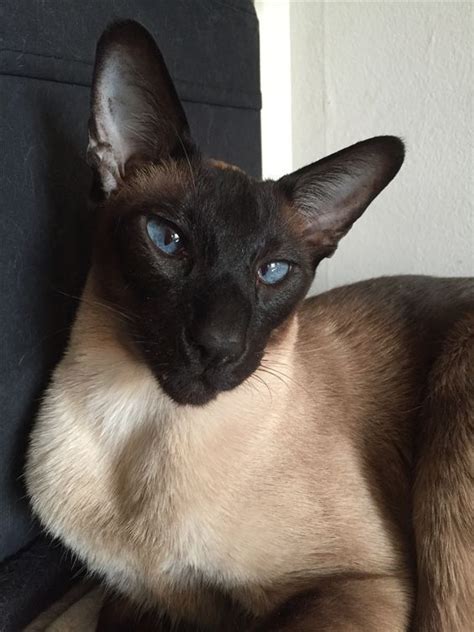 Dont Get Bit — X Treme Wedge Head Siamese The Siamese Cat Is One