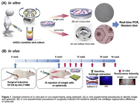 Enhancement Of Cartilage Regeneration Efficiency With Human Adipose Stem Cell Three Dimensional