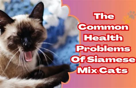 The 7 Common Health Issues In Siamese Cats By Seoexpertbd Jun 2023