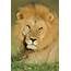 African Lion Panthera Leo Ndutu Photograph By Panoramic Images