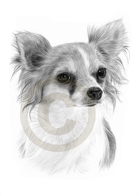 Dog Chihuahua Chiwawa Pencil Drawing Print A4 Size Artwork