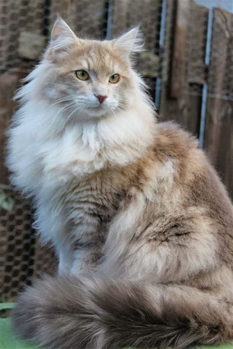 We use three different statuses to indicate the status of each kitten: 20+ Best Amazing Pictures Of Maine Coon Cat | FallinPets