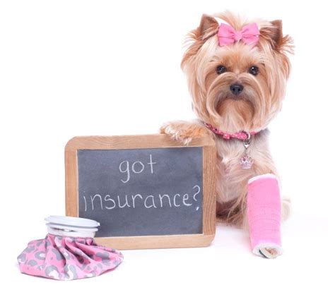 Best Pet Insurance Companies In 2023 National Petcare