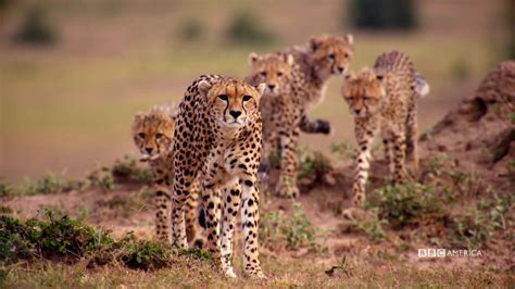 Closer Look An Extraordinary Cheetah Mother The Hunt Bbc America