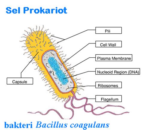 Protein adalah polimer alami yang memainkan peran penting dalam proses kehidupan. Blog Belajar IPA SMP: Struktur Sel Pada Organisme Prokariotik