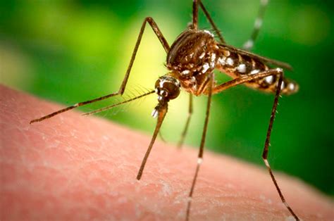 Argentina Zika Y Dengue “la Prioridad Es Controlar Al Mosquito