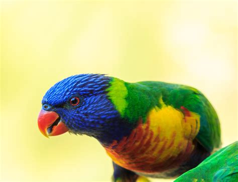 3354x2236 Rainbow Lorikeet Wallpaper For Desktop Coolwallpapersme