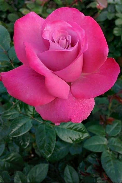 Pin By Фахем Хан Шервані On Natural Beauty Beautiful Rose Flowers