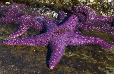 Purple Starfish Stock Image Image Of Outdoors Life Wildlife 6494861