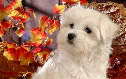 Maltese Dog Wallpapers Puppies Resolution Pc Backgrounds