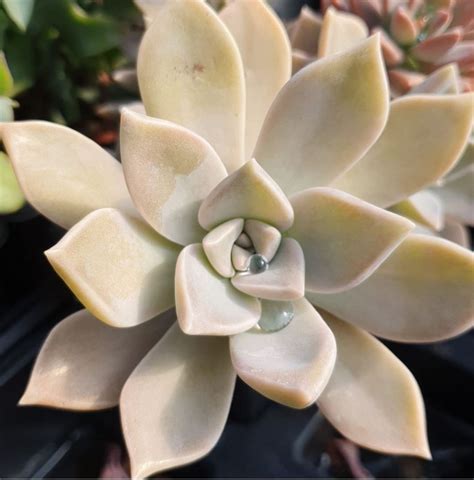 Graptopetalum Paraguayense Farmyard Nurseries