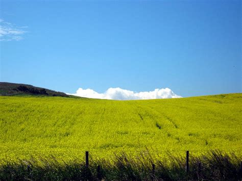 Scottish Countryside Yellow Fields Meet The Blue Sky Photograph By