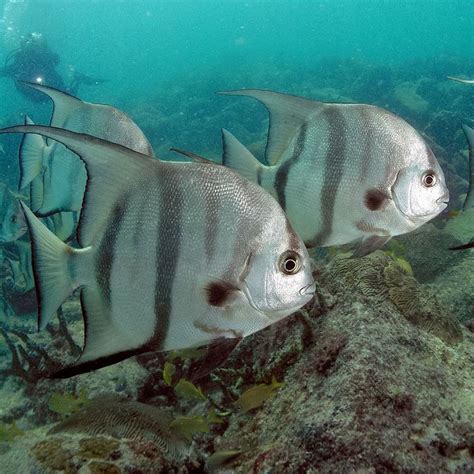 34 Best Fish Of The Caribbean Images On Pinterest Marine Life Under