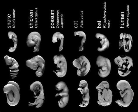 10 Dibujos De Las Etapas Del Desarrollo Embrionario