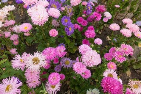 Ultimate Guide To China Aster Flower Meaning Petal Republic