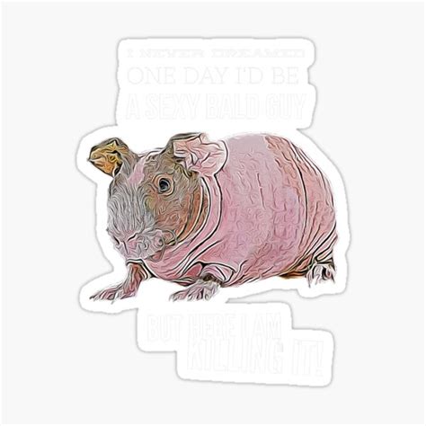 Sexy Bald Guy Guinea Pig Skinny Pig Personality Sticker For Sale By